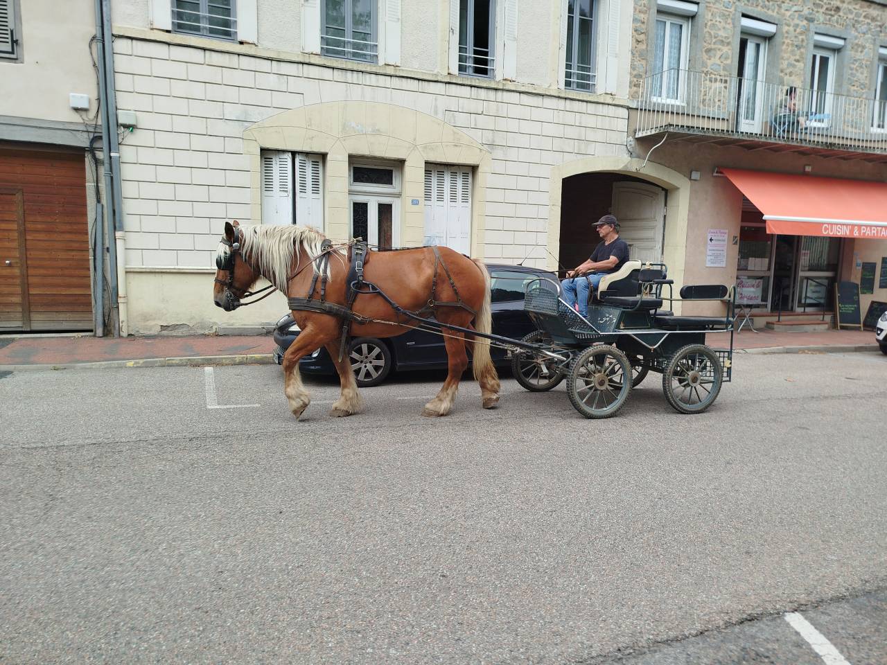 Lolita, jument comtoise PP