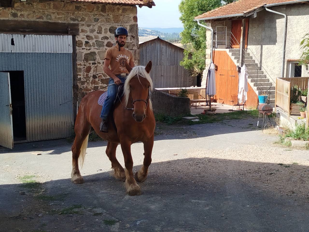 Lolita, jument comtoise PP
