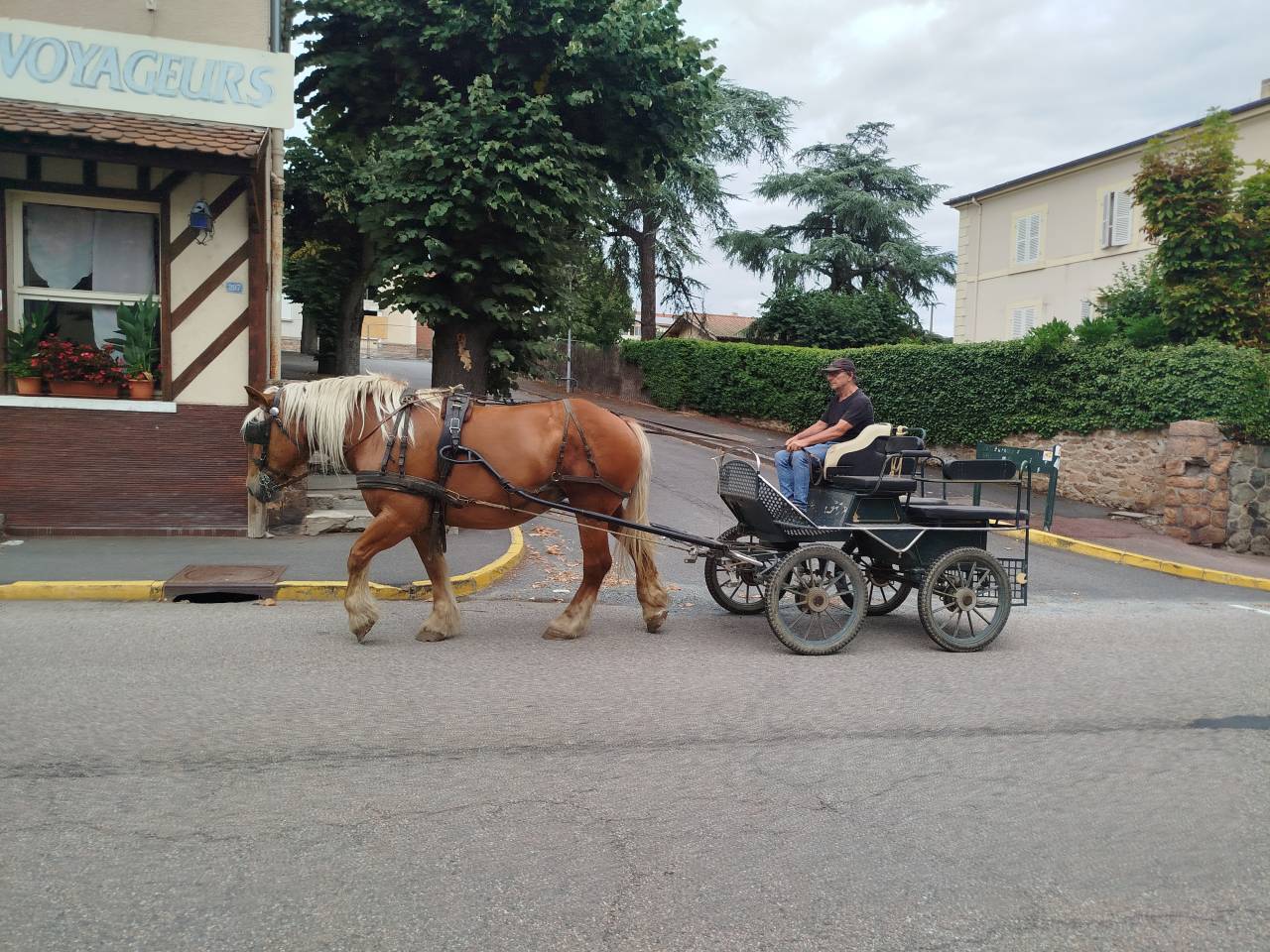 Lolita, jument comtoise PP