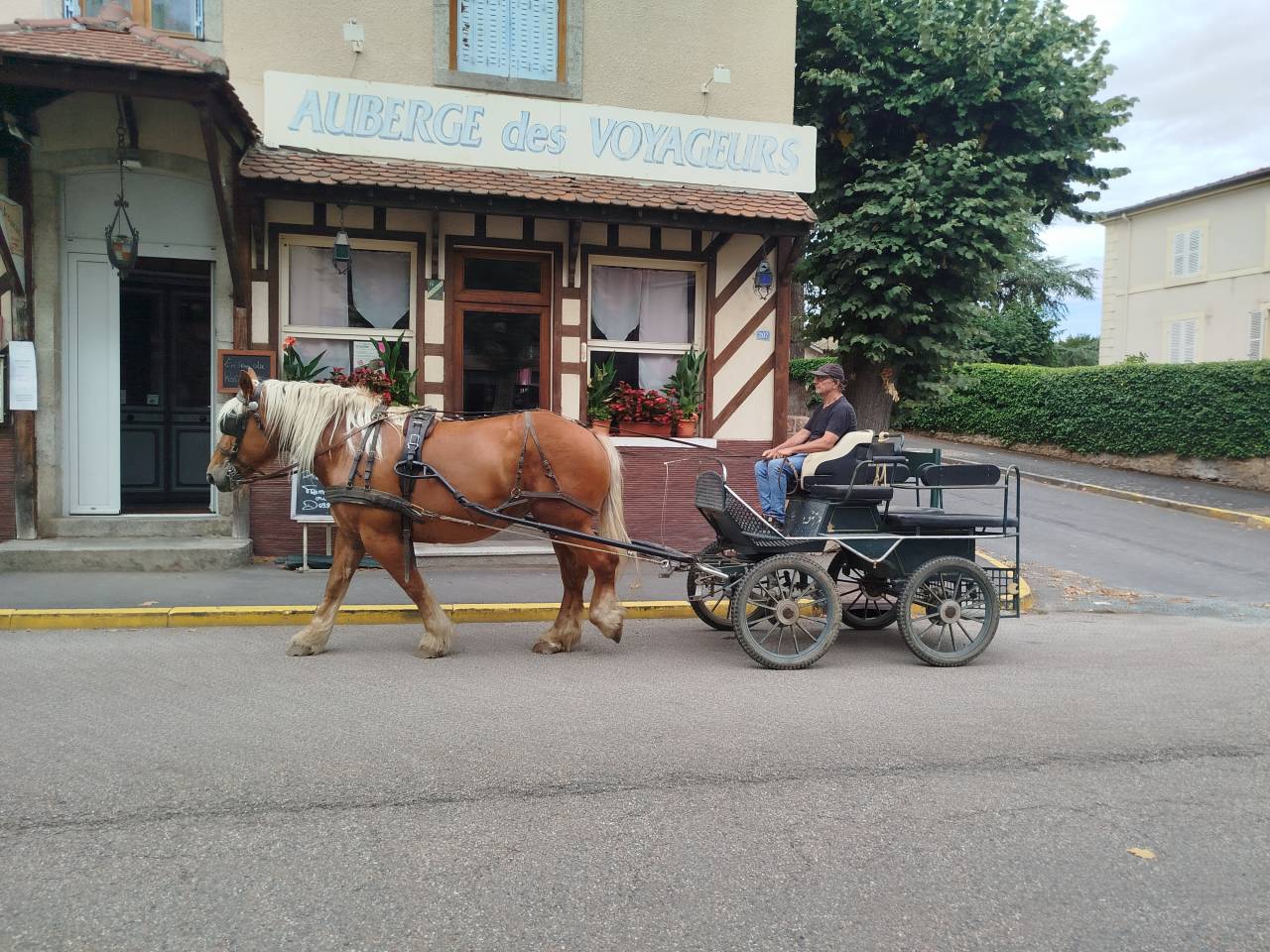 Lolita, jument comtoise PP