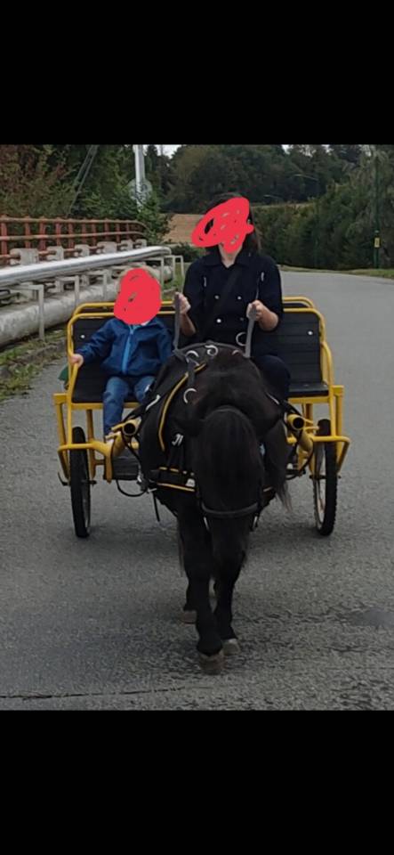 Deux adorables poneys 3 ans