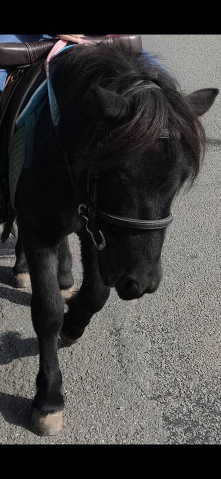 Deux adorables poneys 3 ans