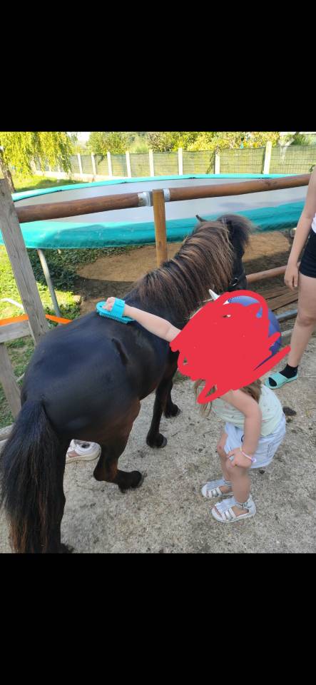 Deux adorables poneys 3 ans
