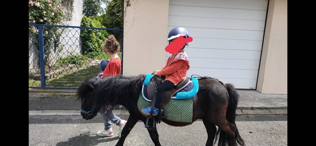 Deux adorables poneys 3 ans