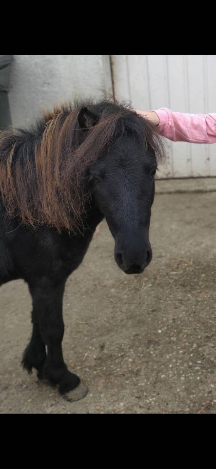 Deux adorables poneys 3 ans