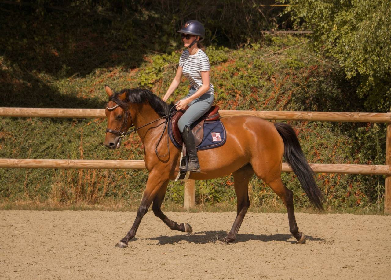 Ponette D 5 ans &agrave; vendre pour p1/elite 