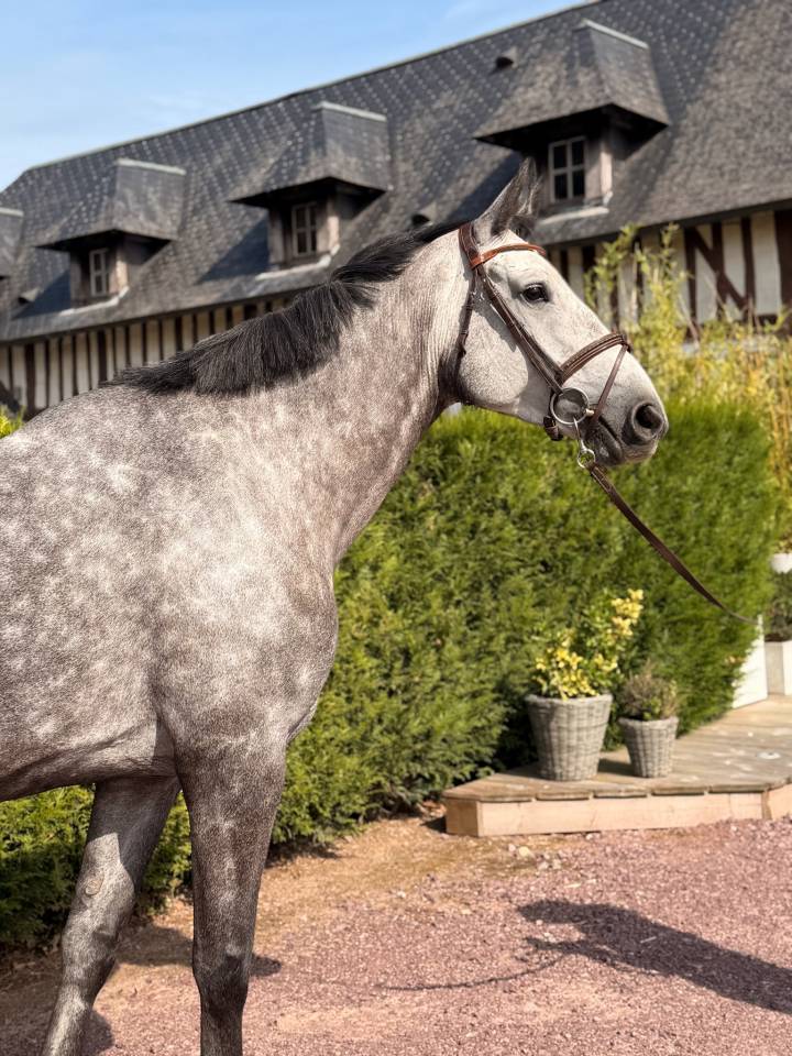 Chic Jument 6 ans - BERLIN X DIAMANT