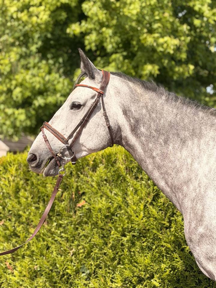 Chic Jument 6 ans - BERLIN X DIAMANT
