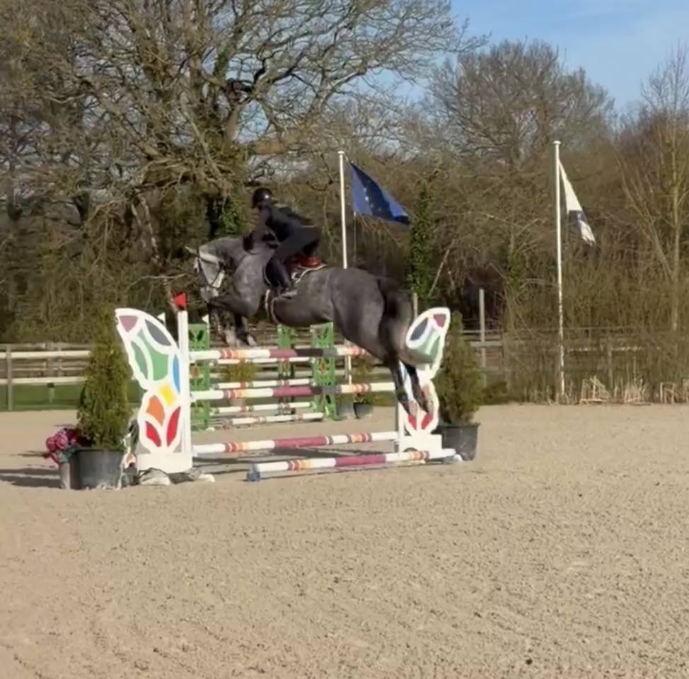 Chic Jument 6 ans - BERLIN X DIAMANT