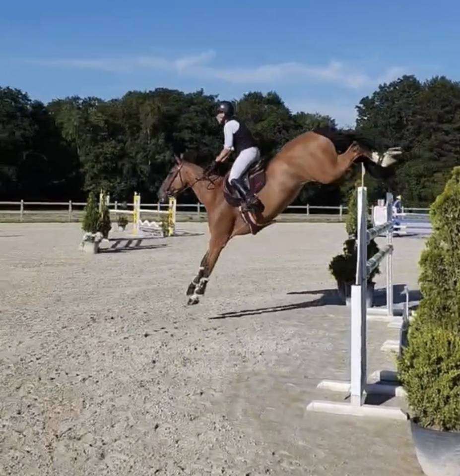 Hongre 8 ans par DAMIRO F pour 140-145