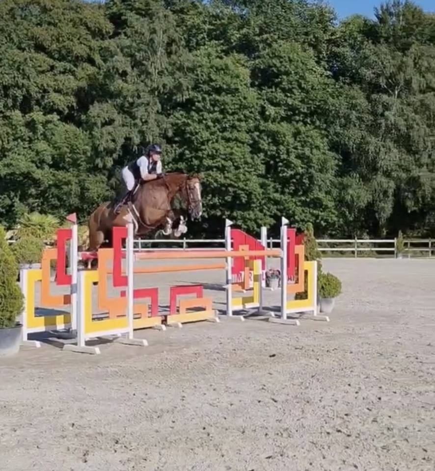 Hongre 8 ans par DAMIRO F pour 140-145