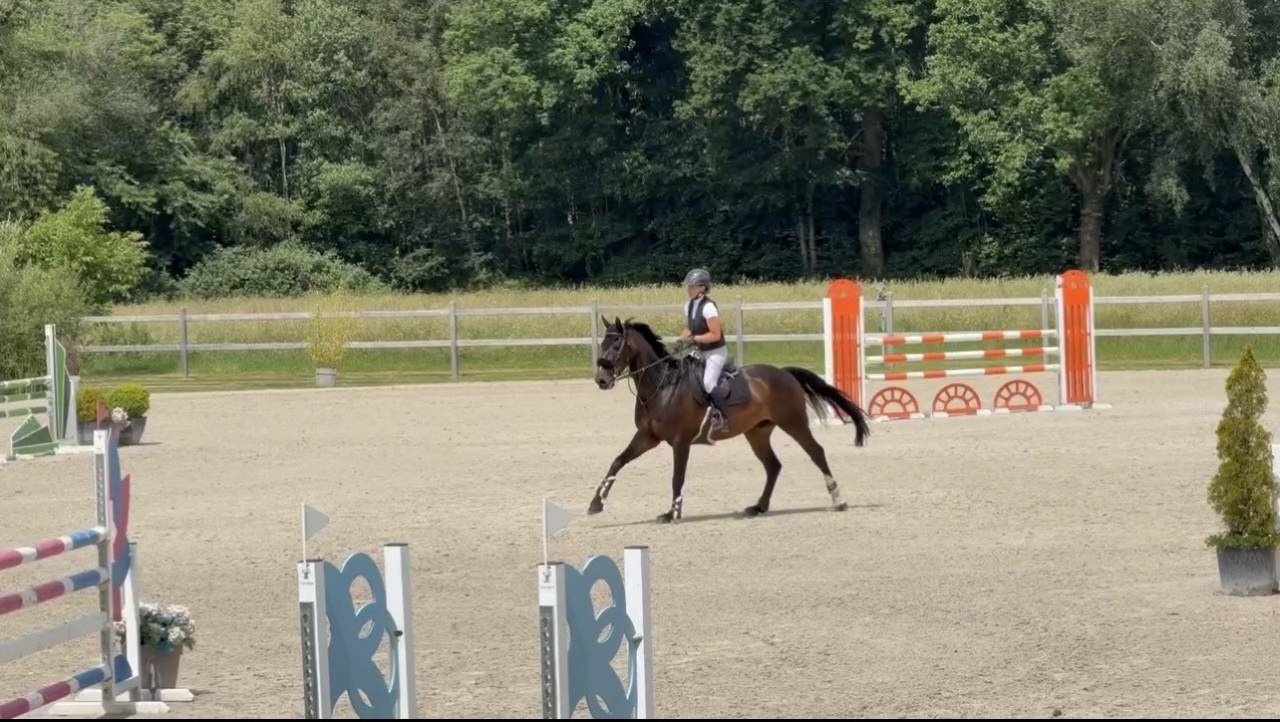 Hongre 8 ans par CICERO Z - 130/135