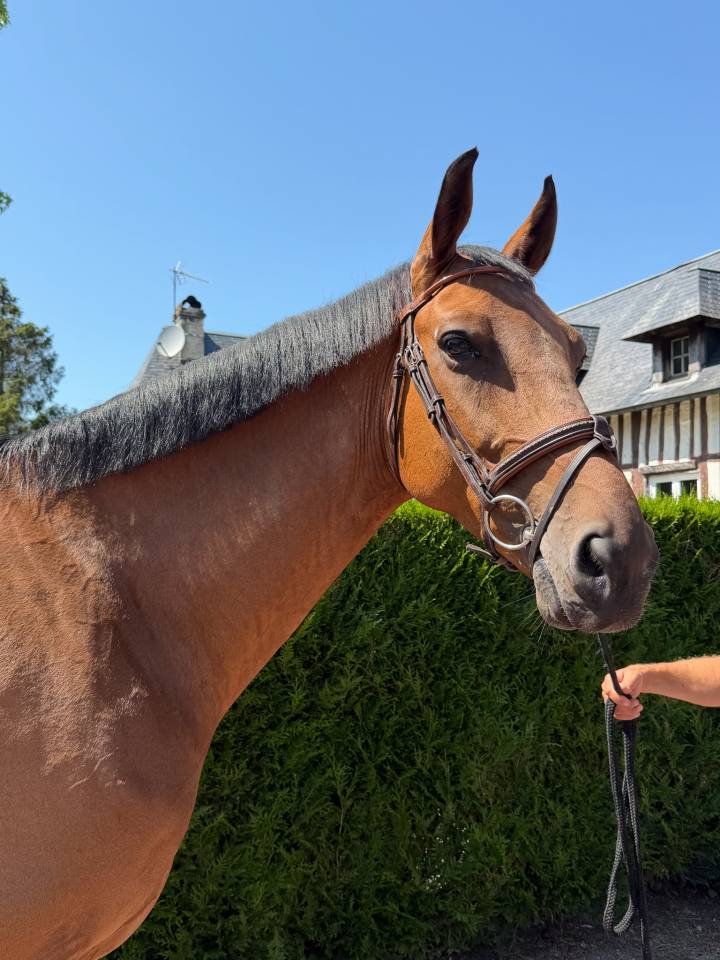 Hongre 6 ans par FALKO DE HUS 