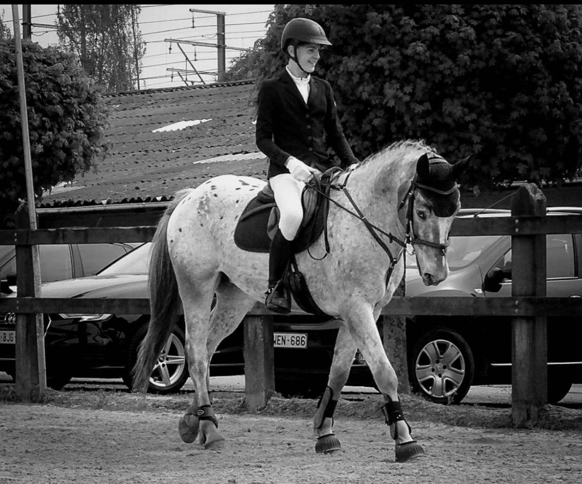 Gasby, hongre Appaloosa de 10 ans