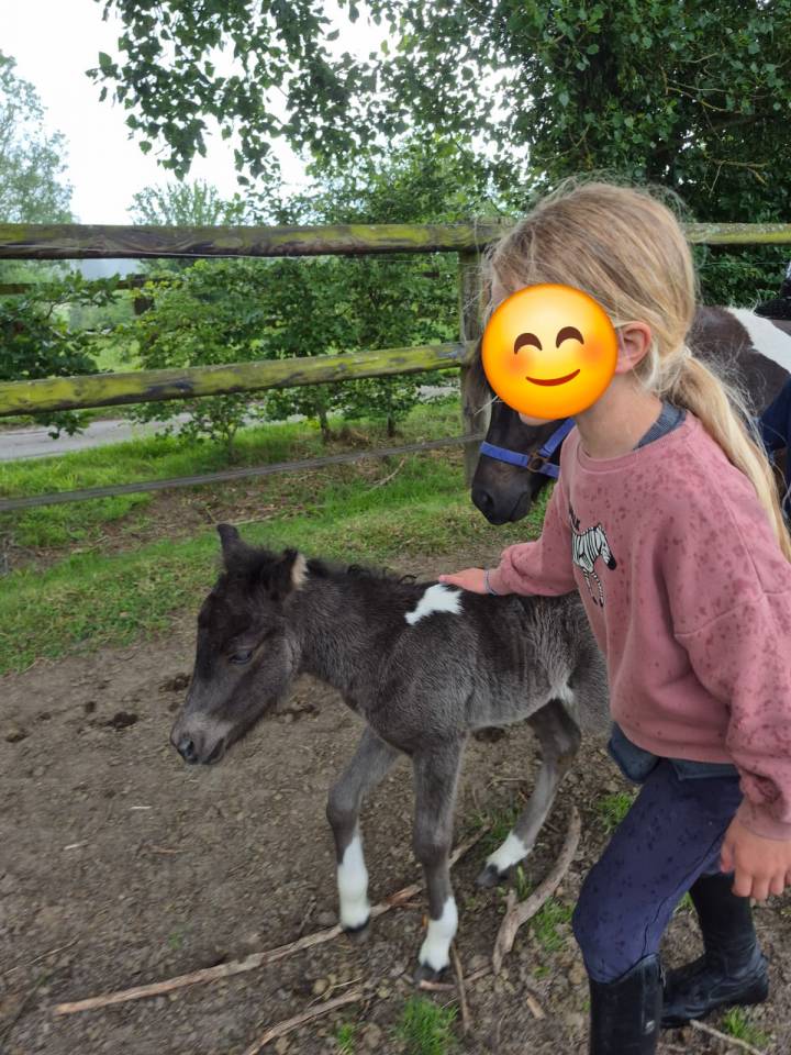 RARE femelle shetland pleine et suit&eacute;e d'une pouliche