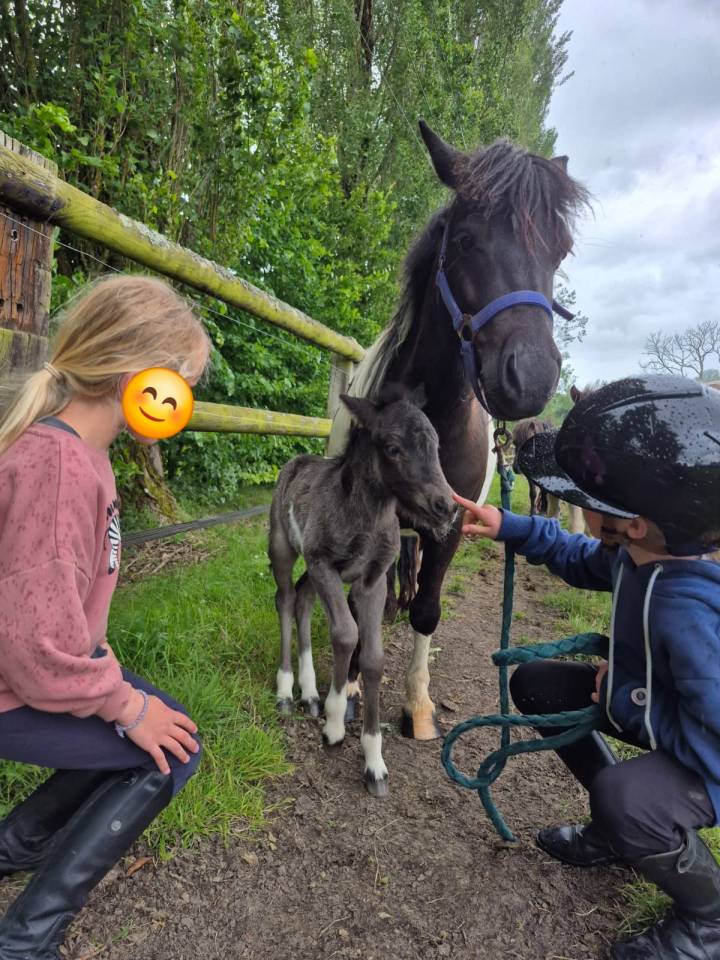 RARE femelle shetland pleine et suit&eacute;e d'une pouliche