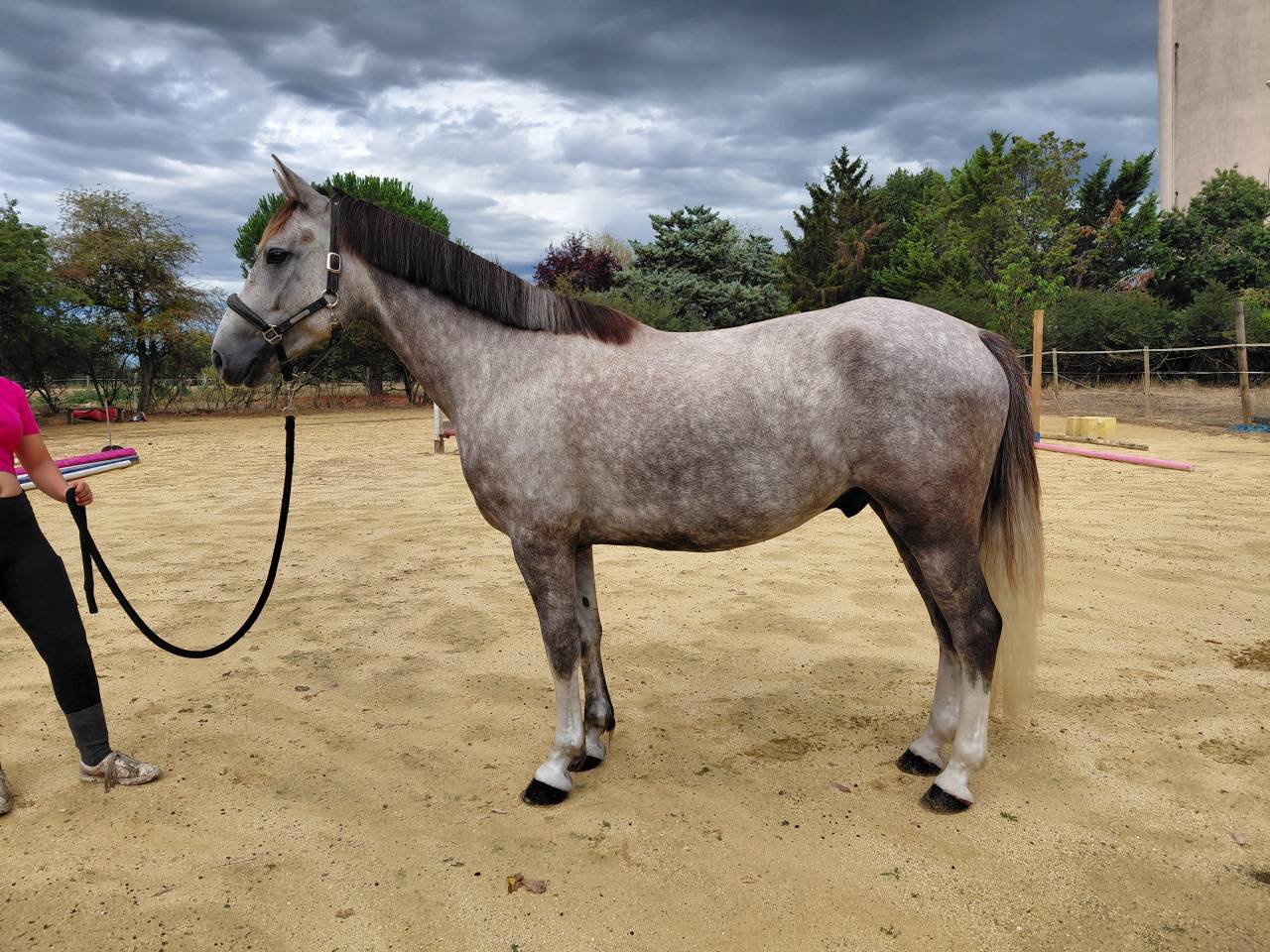 Top poney rans