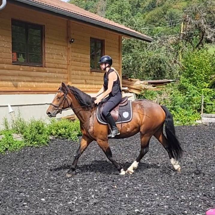Cheval Franche-Montagne 3 ans d&eacute;bourr&eacute; 
