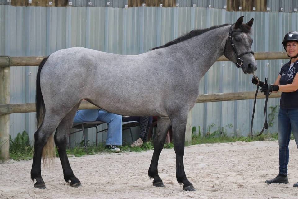 Ponette connemara championne de France 3ans sport