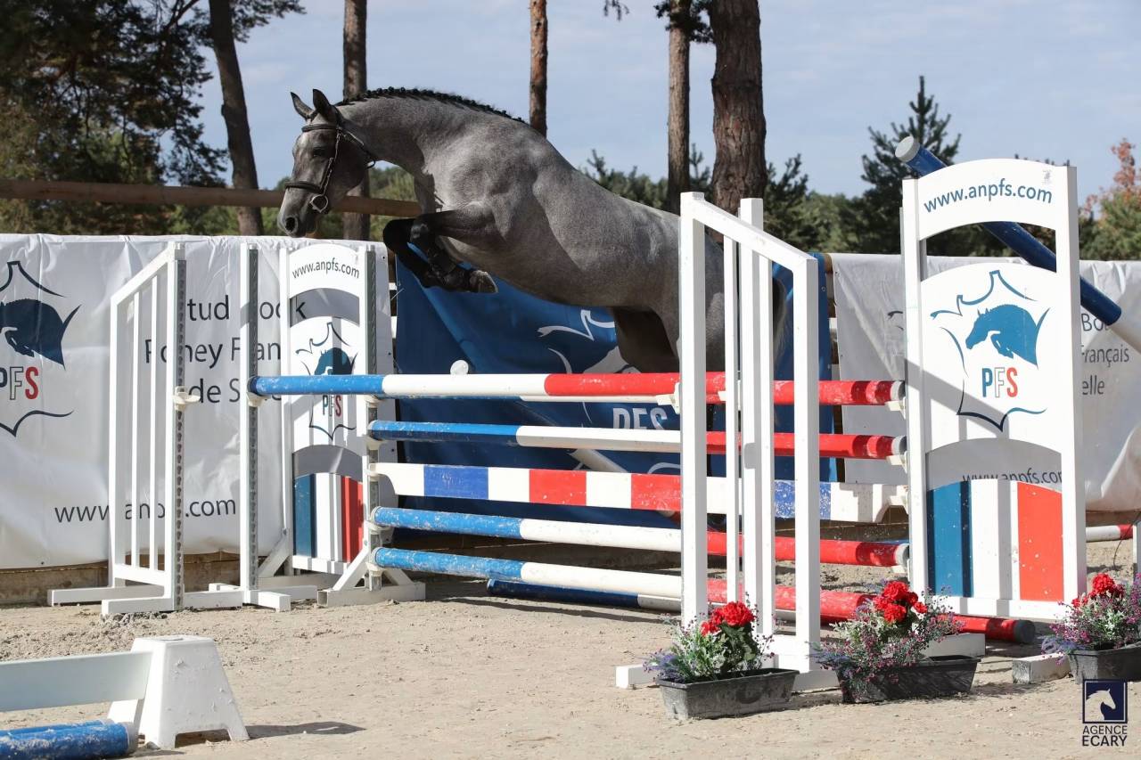 Ponette connemara championne de France 3ans sport