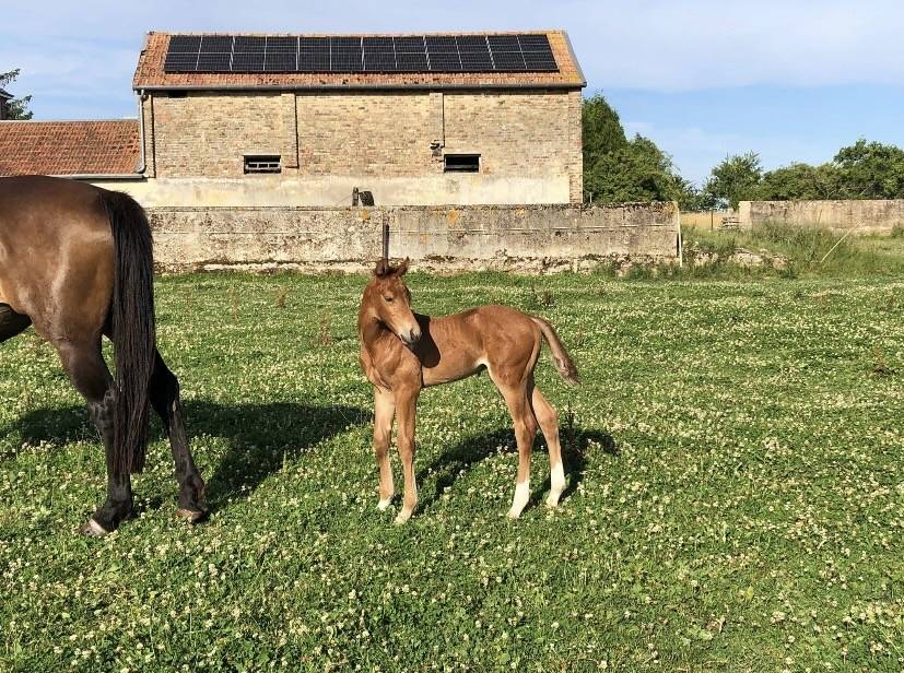 Futur poney de sport polyvalent 