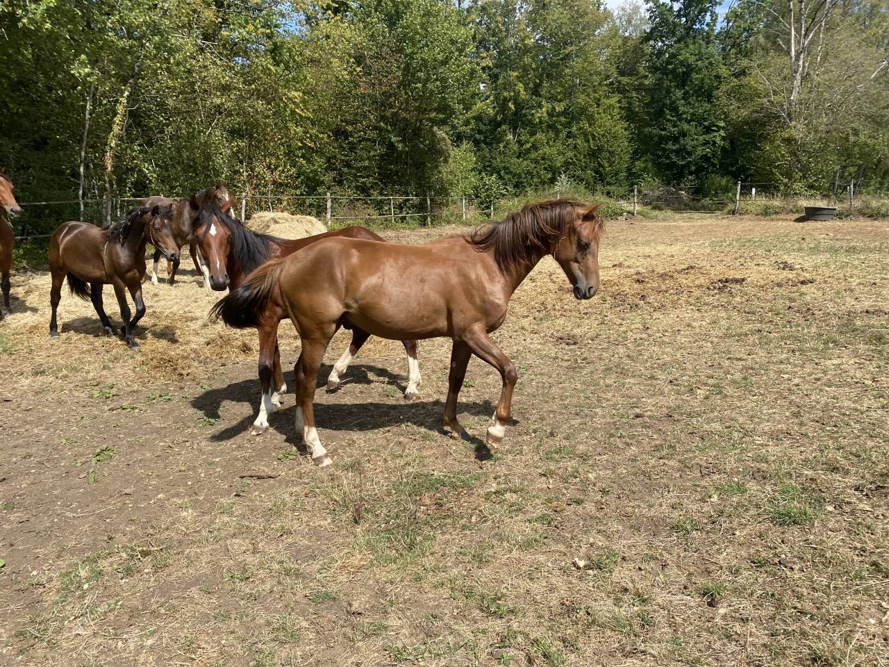 Futur poney de sport polyvalent 