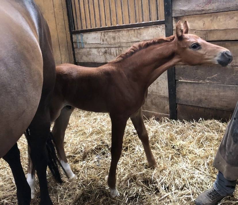 Futur poney de sport polyvalent 