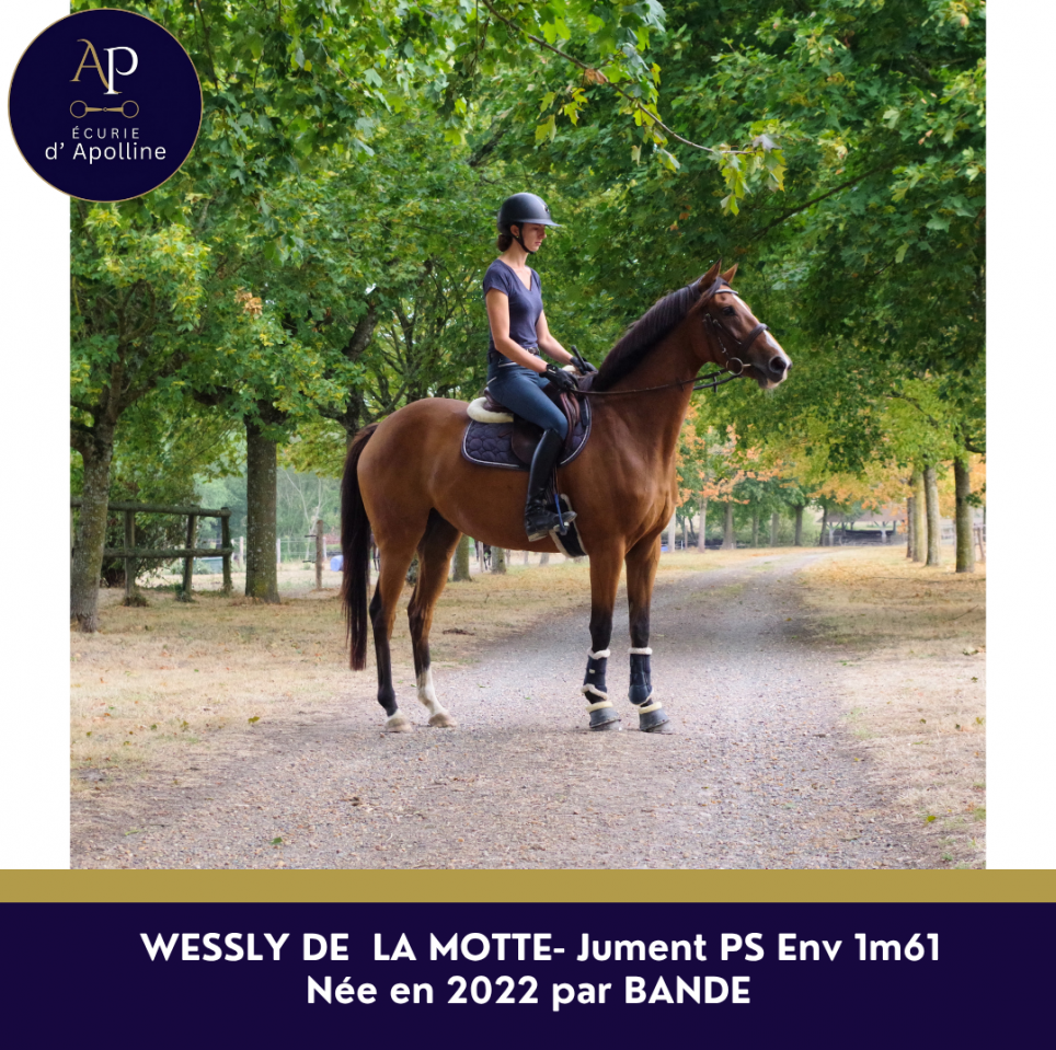 Jolie jument pur-sang 4ans 