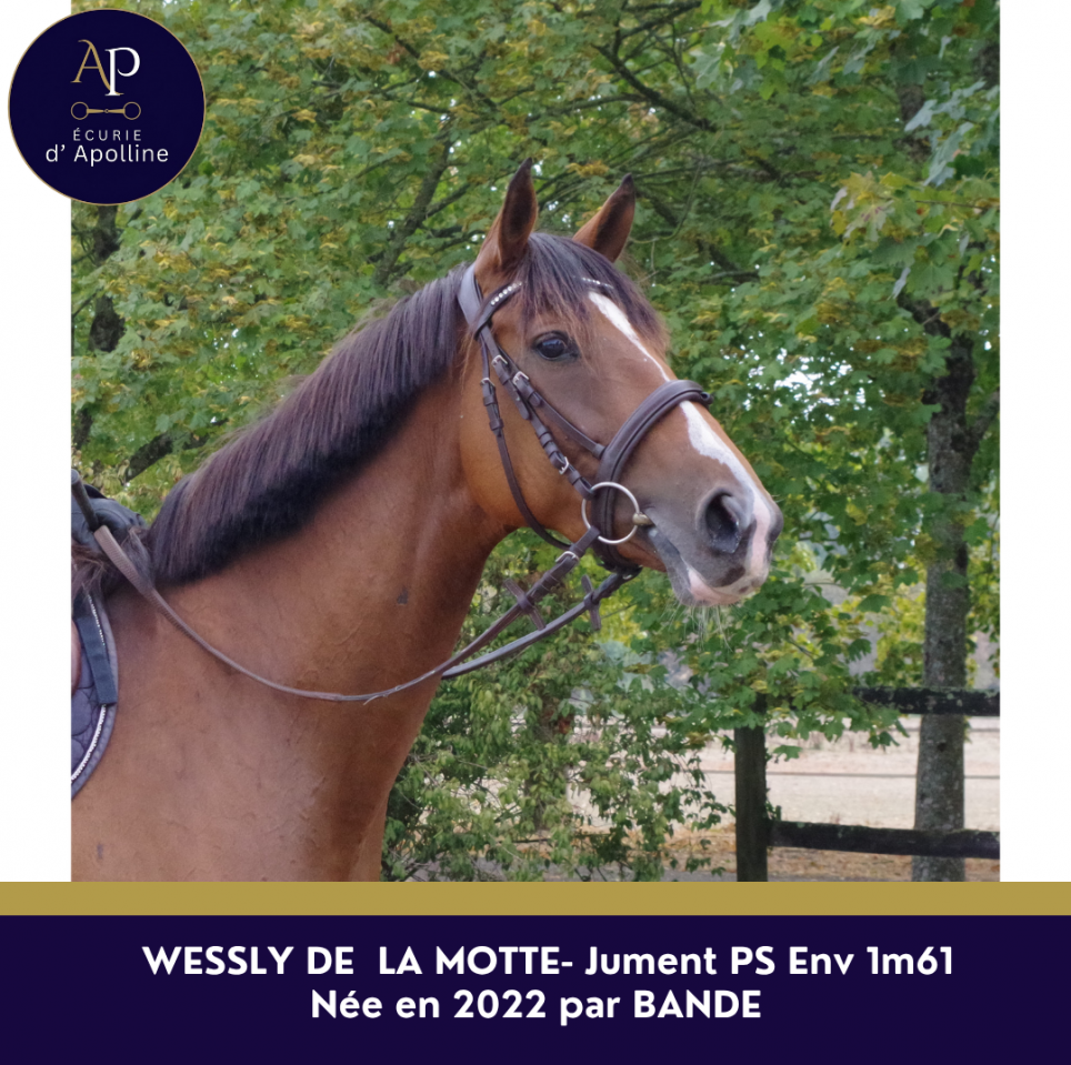 Jolie jument pur-sang 4ans 