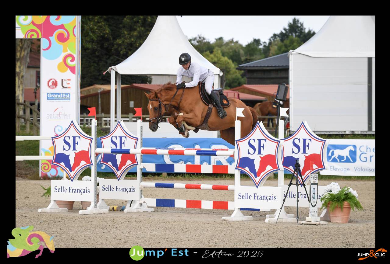 Chevaux &agrave; vendre ( 6 / 7 ans )