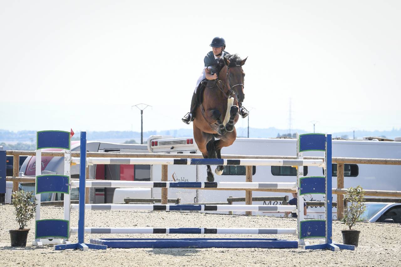 Chevaux &agrave; vendre ( 6 / 7 ans )