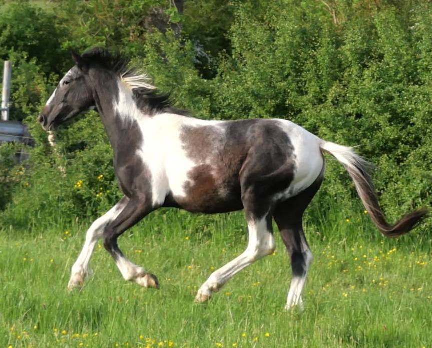 Poulain m&acirc;le 2 ans pie noir par Grafenstolz