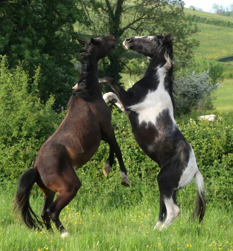 Poulain m&acirc;le 2 ans pie noir par Grafenstolz