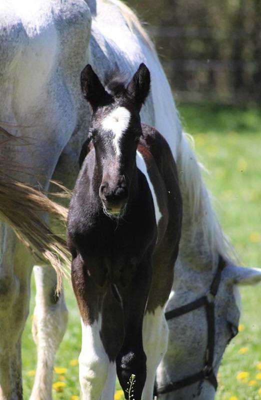 Poulain m&acirc;le 2 ans pie noir par Grafenstolz