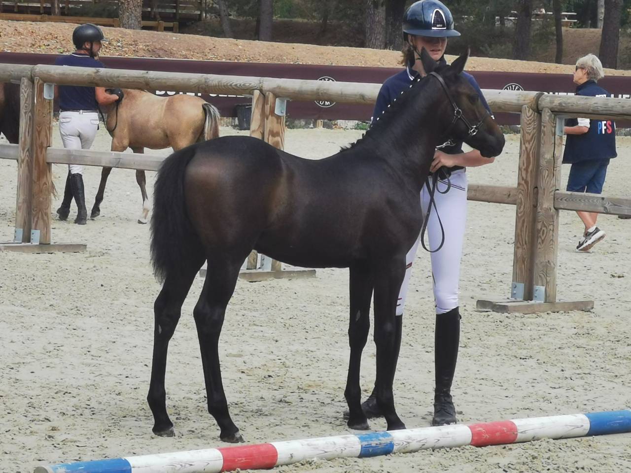 Foal m&acirc;le 