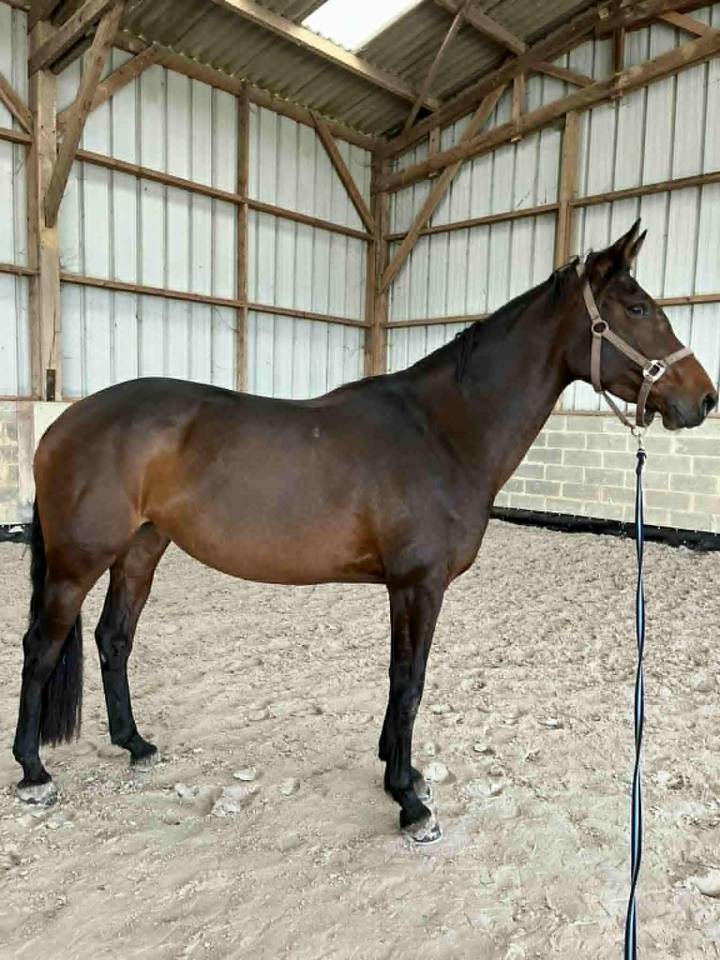 Jument 7 ans CCE, CSO, dressage