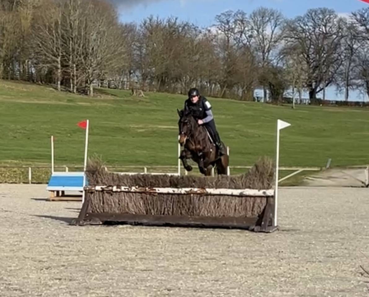 Jument 7 ans CCE, CSO, dressage