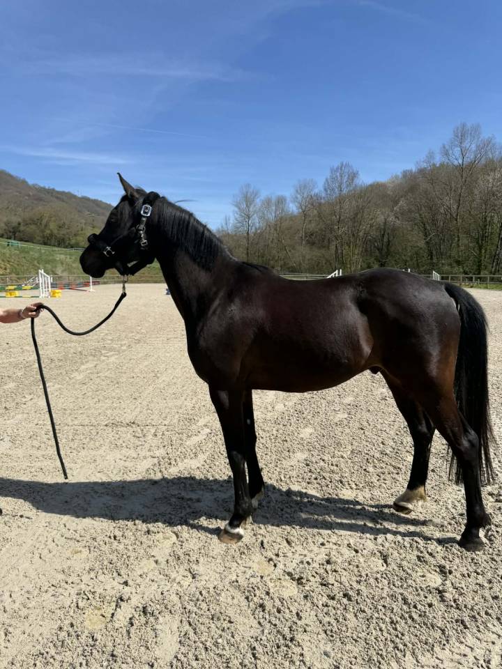 PETIT CHEVAL ANGLO ARABE HONGRE POUR CSO CCE 