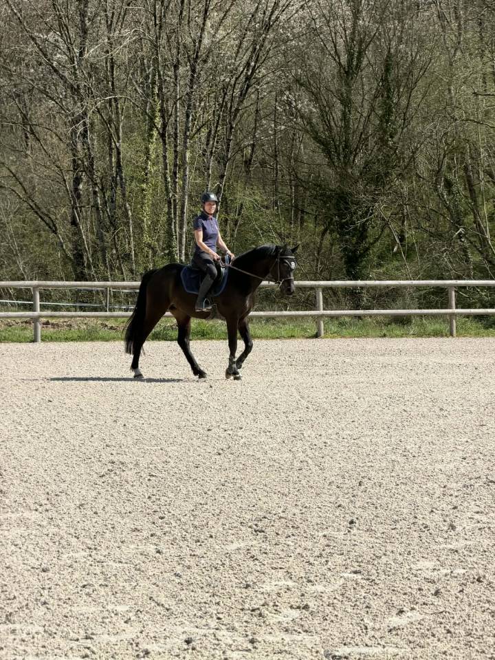 PETIT CHEVAL ANGLO ARABE HONGRE POUR CSO CCE 