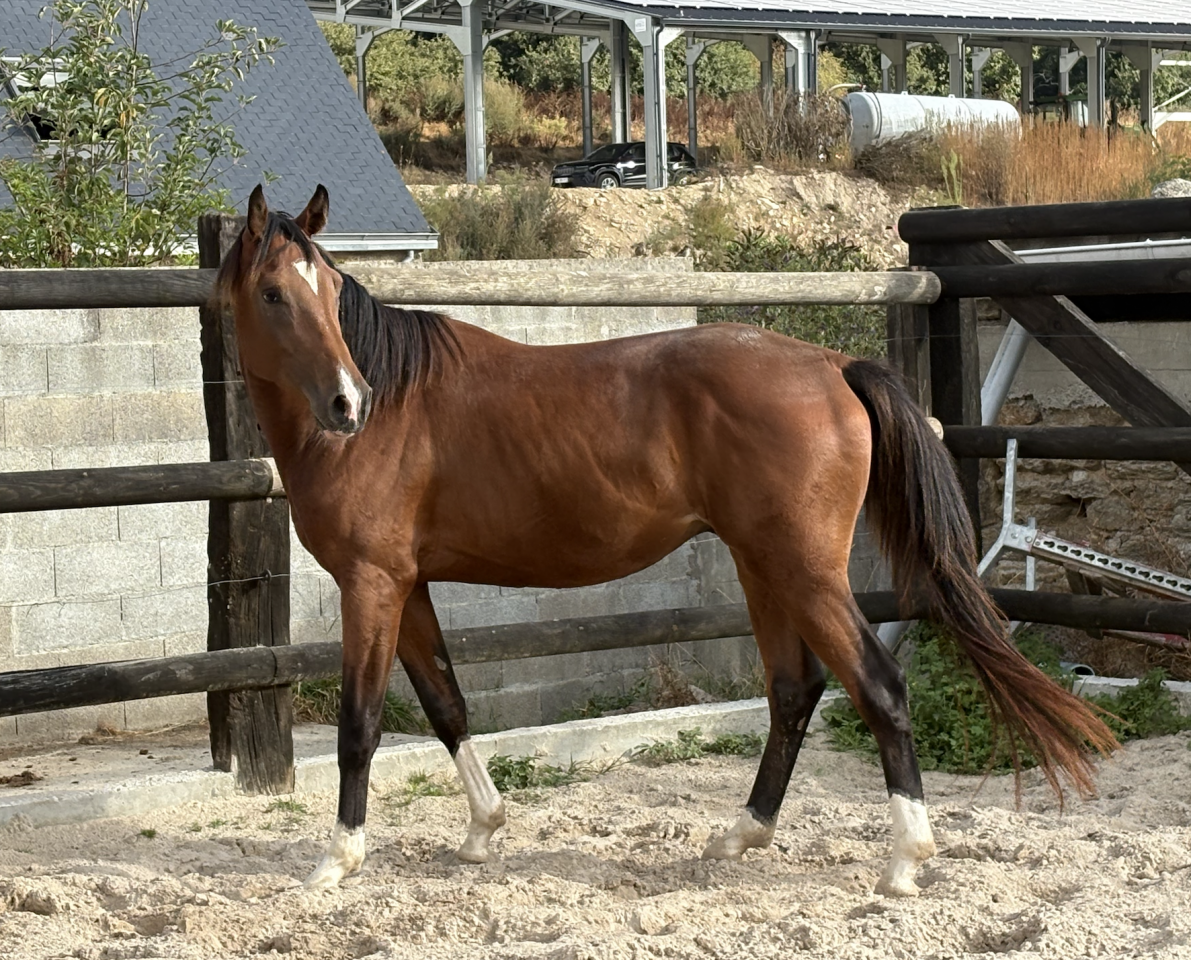 Jeune cheval CSO 3 ans (entier)