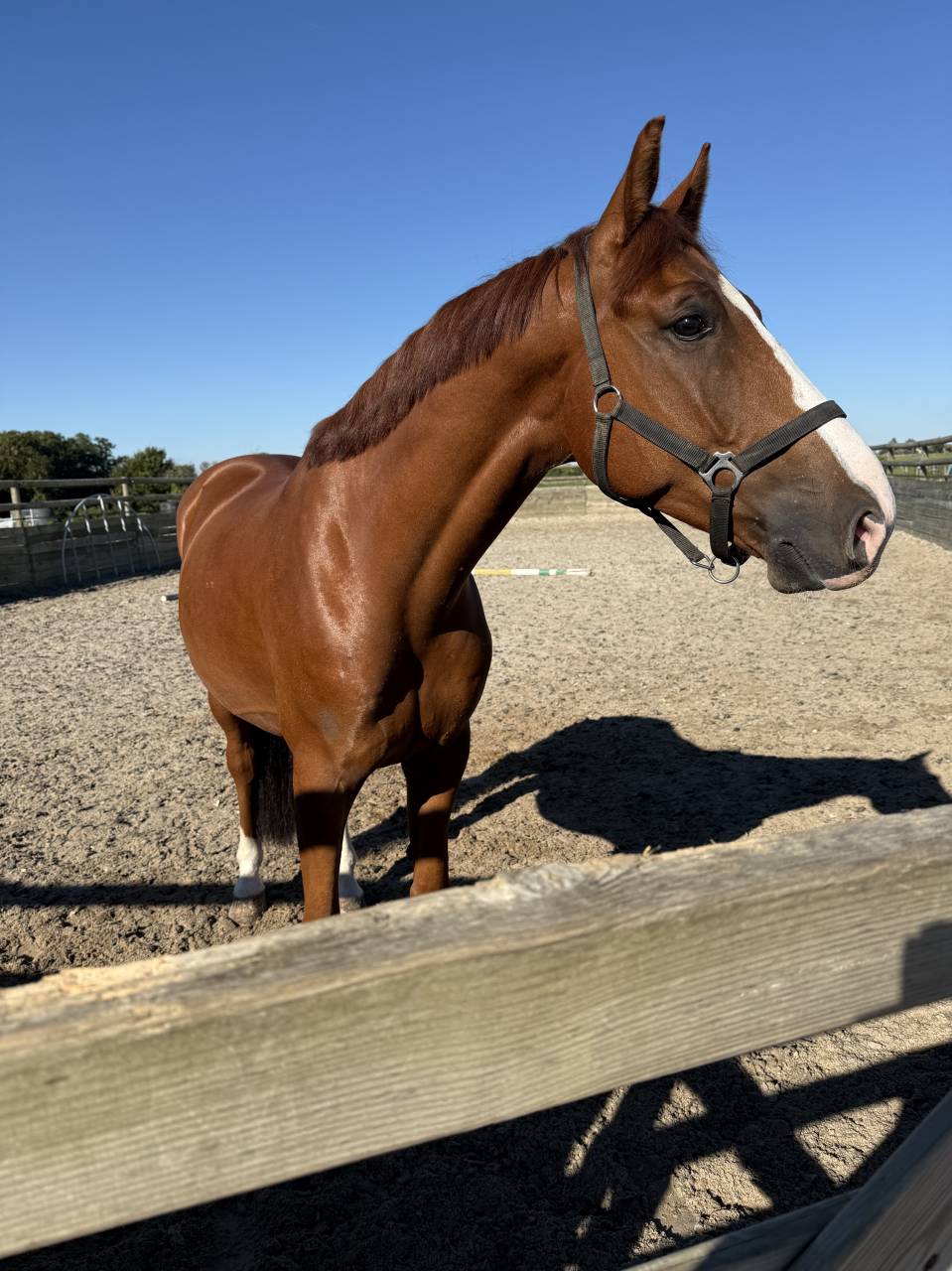  Selle fran&ccedil;ais de huit ans