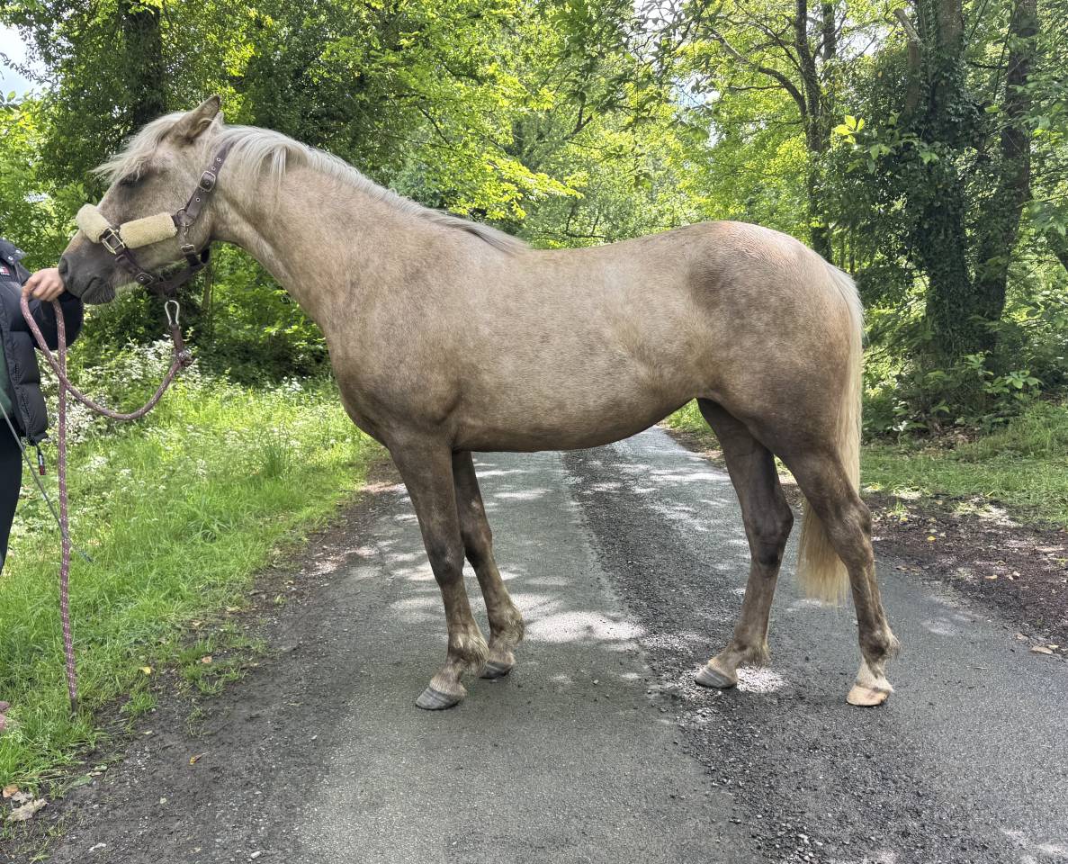 Pouliche Poney fran&ccedil;ais de selle Palomino 