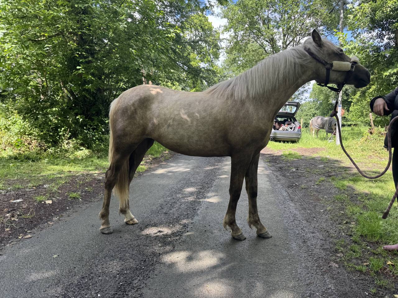 Pouliche Poney fran&ccedil;ais de selle Palomino 