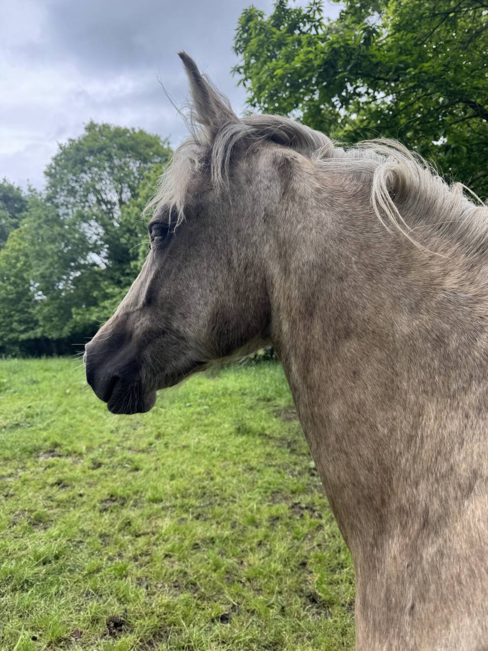 Pouliche Poney fran&ccedil;ais de selle Palomino 