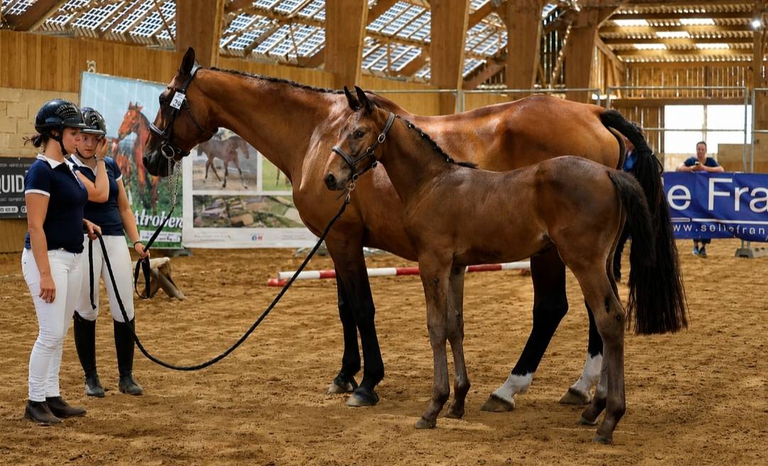 Magnifique foal ' famille de performer CSO