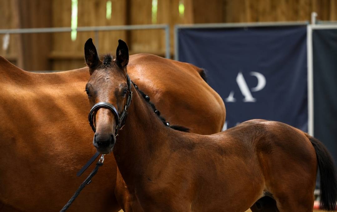 Magnifique foal ' famille de performer CSO