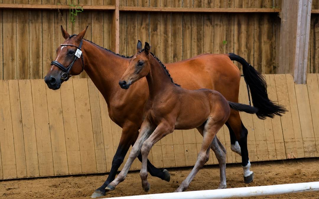 Magnifique foal ' famille de performer CSO