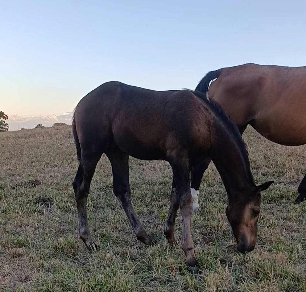 Magnifique foal ' famille de performer CSO