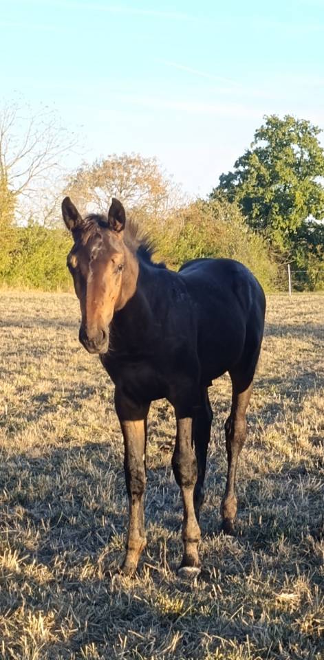 Foal m&acirc;le' famille de performer CSO