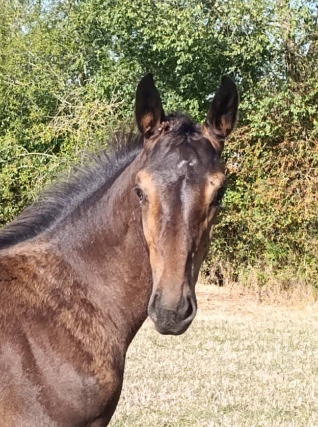 Foal m&acirc;le' famille de performer CSO